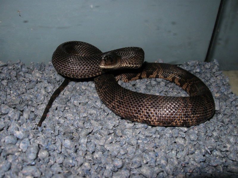 Mâle black pine snake 70600410
