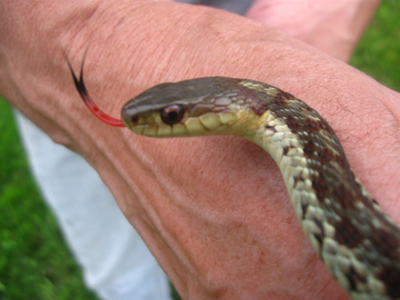 Couleuvre rayée des maritimes ( Thamnophis sirtalis pallidula Allen) Herp_012