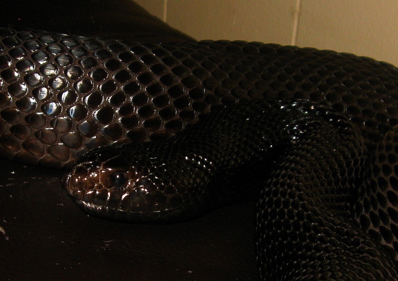 Nouvelles photos de quelques-un de mes serpents Reptil10