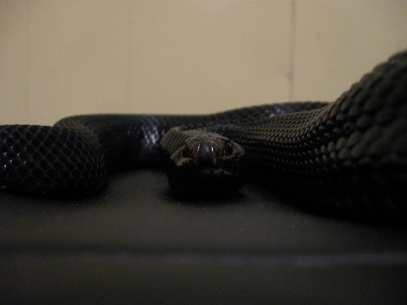 Nouvelles photos de quelques-un de mes serpents Reptil11