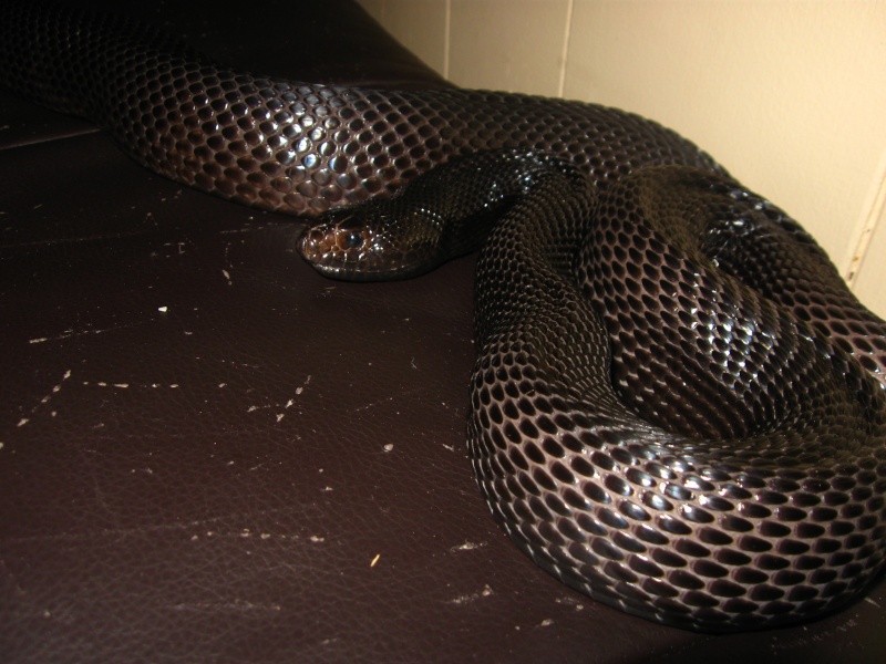 Nouvelles photos de quelques-un de mes serpents Reptil12