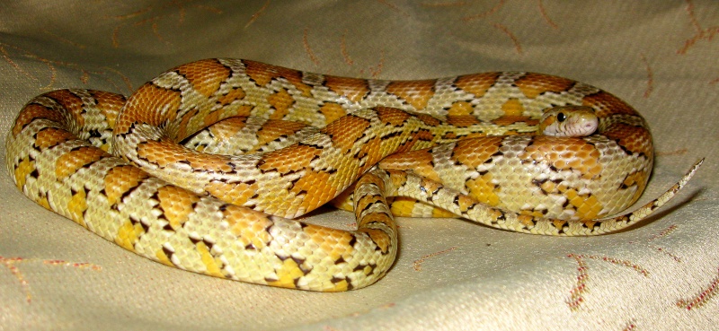 Nouvelles photos de quelques-un de mes serpents Reptil13
