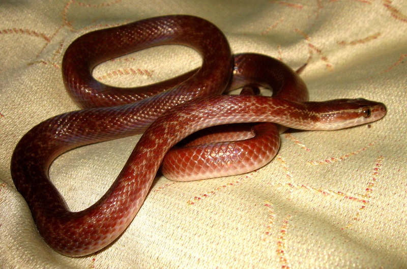 Nouvelles photos de quelques-un de mes serpents Reptil15