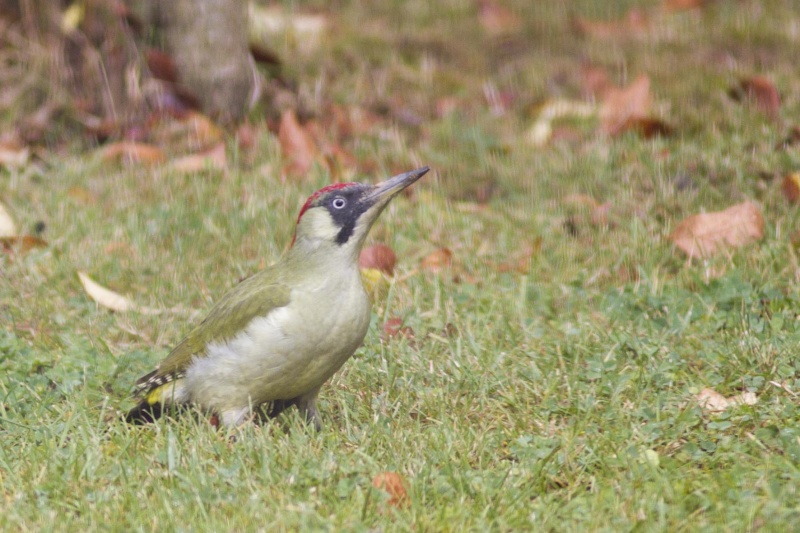 les occupants de la maison et du jardin Pic_ve12