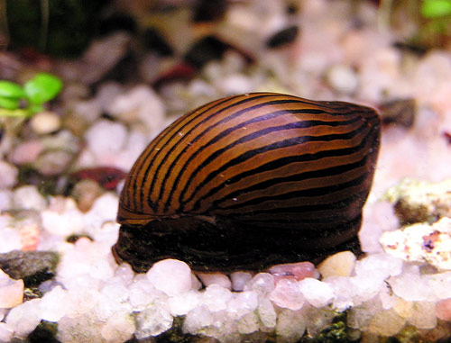 Boules blanche accroché dans l'aquarium ??  Neriti11