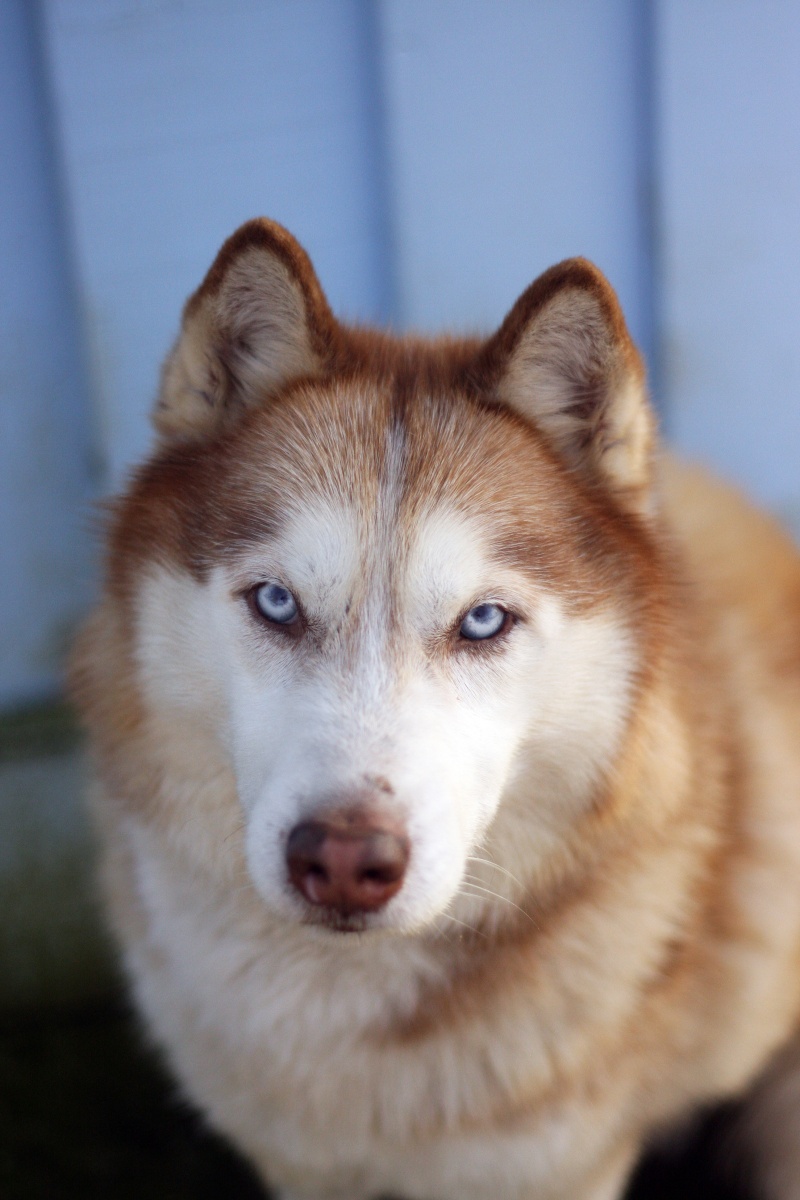 THEBES  husky roux 10 ans REF:27  ADOPTE - Page 3 _teibe10