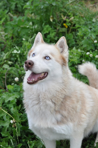 thebes - THEBES  husky roux 10 ans REF:27  ADOPTE - Page 3 Thebes11
