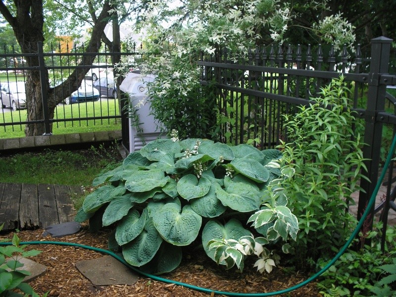 mon hosta géant ! Hosta_10