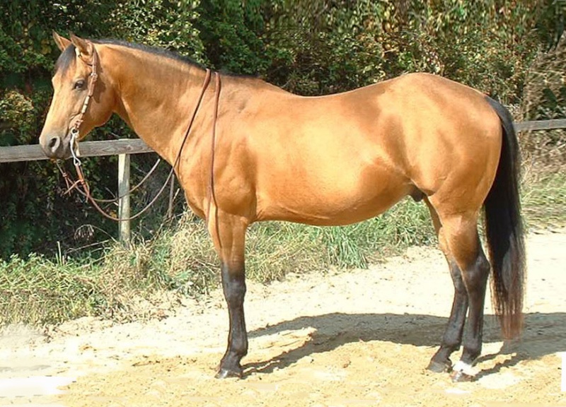 2 quarter, une isabelle de 3 ans et une palomino de 7 ans ! Wp2ed311