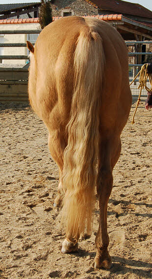 2 quarter, une isabelle de 3 ans et une palomino de 7 ans ! Wp46f310