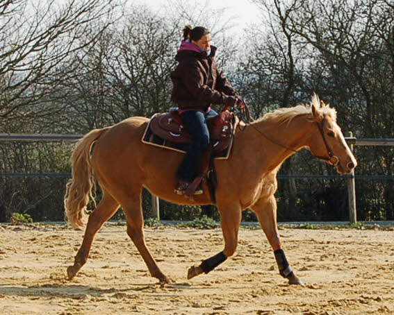 2 quarter, une isabelle de 3 ans et une palomino de 7 ans ! Wp7d7c10