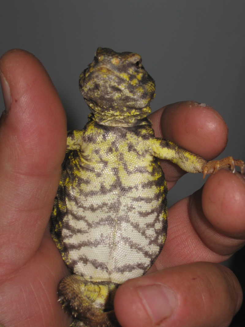 Uromastyx geyri - Page 2 Img_5221