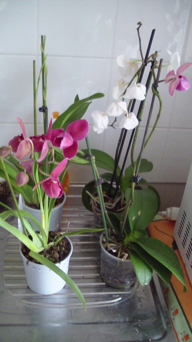 mes nouvelles orchidéees Sam_0113