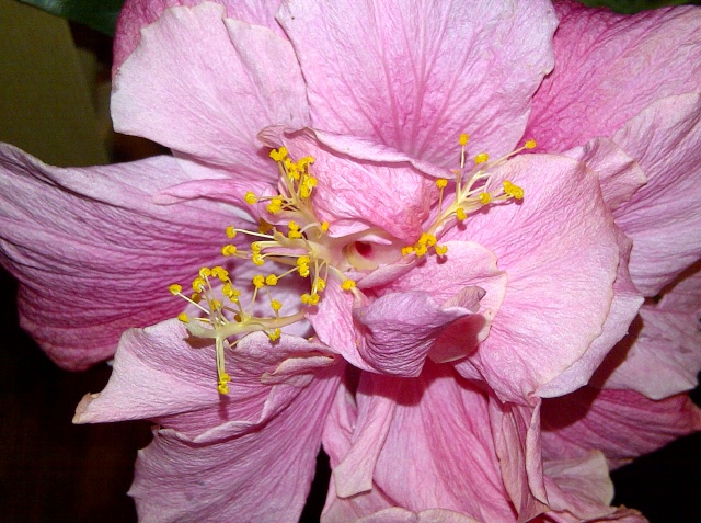Hibiscus rosa sinensis - Page 6 Hibisc12