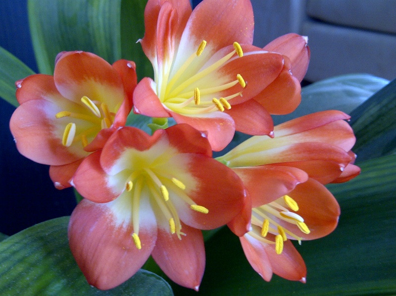 Le Clivia de Prune - Page 2 Img-2019