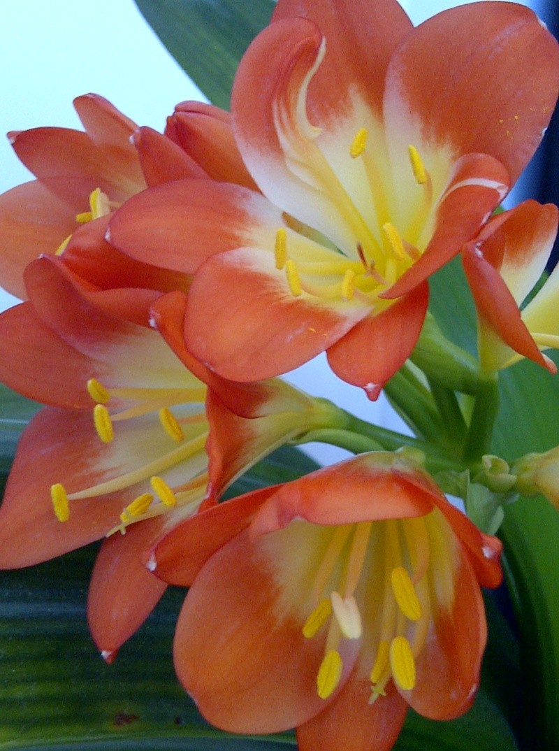 Le Clivia de Prune - Page 2 Img-2020