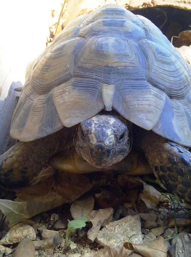 Tortue terrestre, à l'aide !! - Page 2 Img-2048