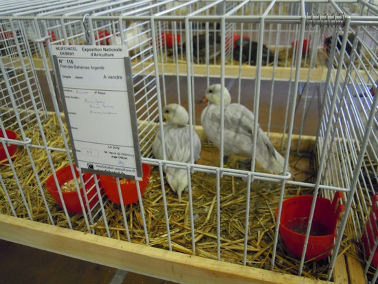 31eme expositions avicole de Neufchatel-en-bray Dscn8415