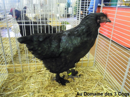 31eme expositions avicole de Neufchatel-en-bray Dscn8521