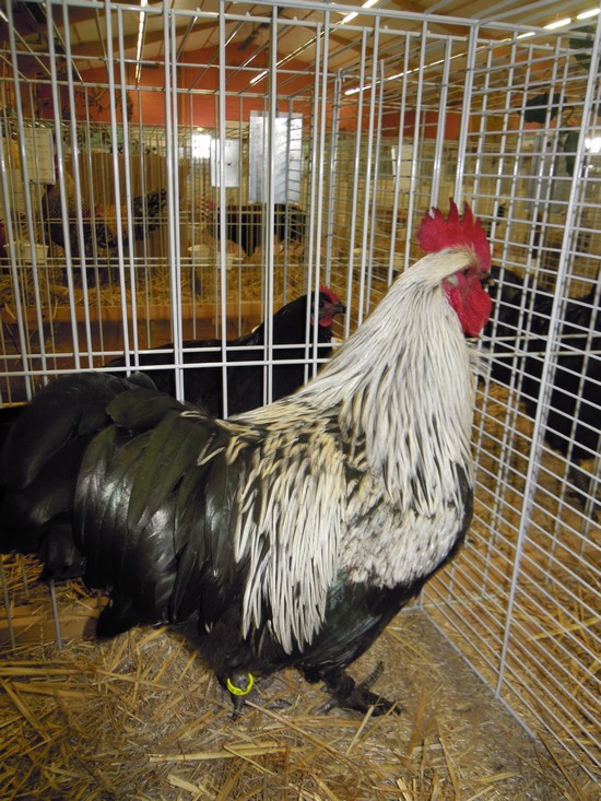 31eme expositions avicole de Neufchatel-en-bray Dscn8527