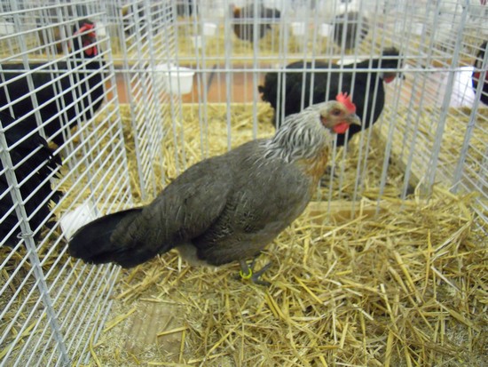 31eme expositions avicole de Neufchatel-en-bray Dscn8530