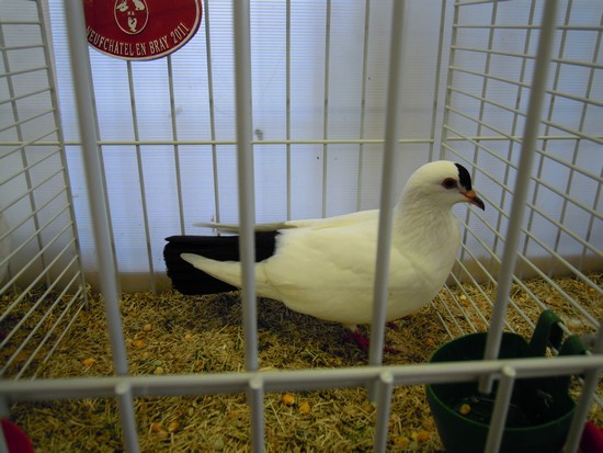 31eme expositions avicole de Neufchatel-en-bray Dscn8725