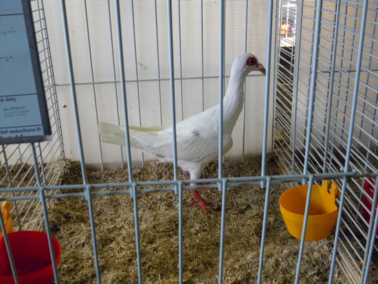 31eme expositions avicole de Neufchatel-en-bray Dscn8730