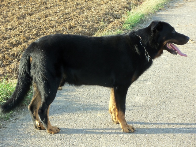 Mes Beauceronnes Charly13