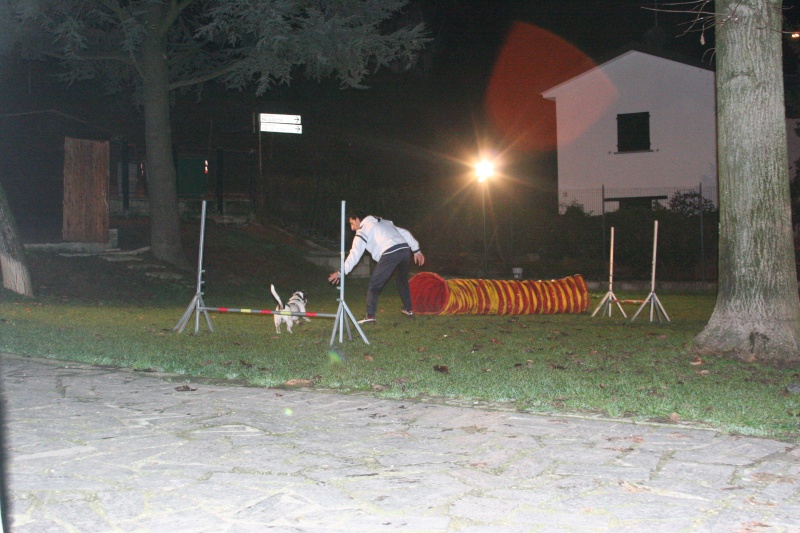 Tappo e l'agility Img_5012