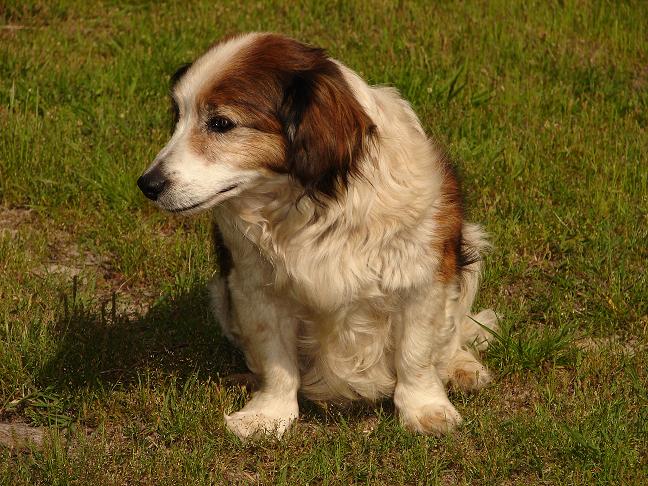 Chien âgé souffle au coeur Bibima10