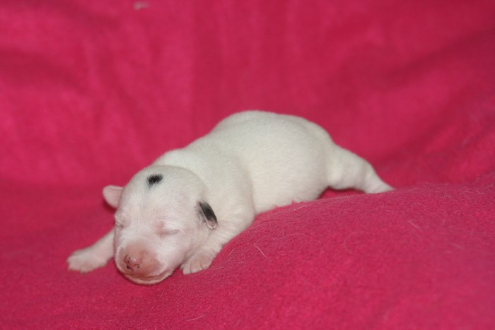 A réserver chiots jack russell N/Loof Chiotp17