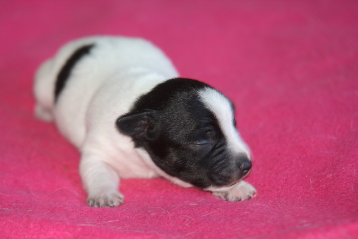 A réserver chiots jack russell N/Loof Chiotp18
