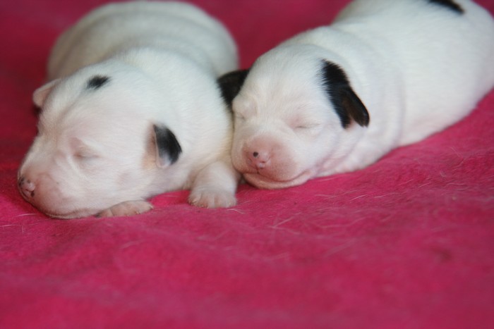 A réserver chiots jack russell N/Loof Chiots11