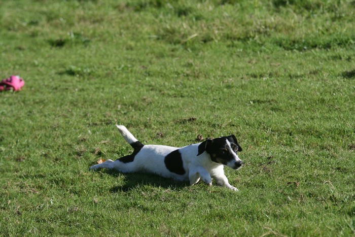 A réserver chiots jack russell N/Loof Paulin11
