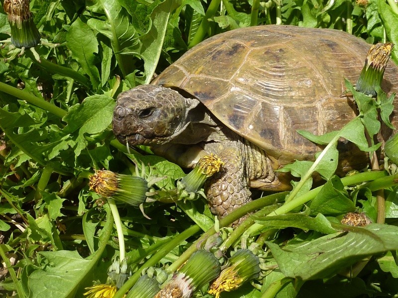 ☀ 1er Concours-Photos Tortues-Du-Monde: Le Printemps de nos Tortues ☀ Avril_21