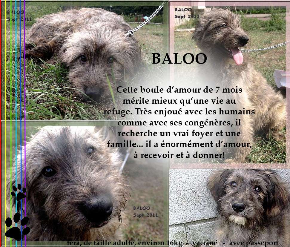 CH - BALOO, 1 an - asso Miga  Baloo10