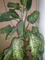 Мои комнатные растения! Pb130121