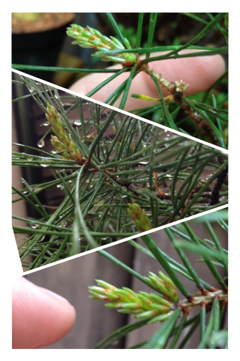 "That" pine-question... Candle pruning scots pine Bild1210