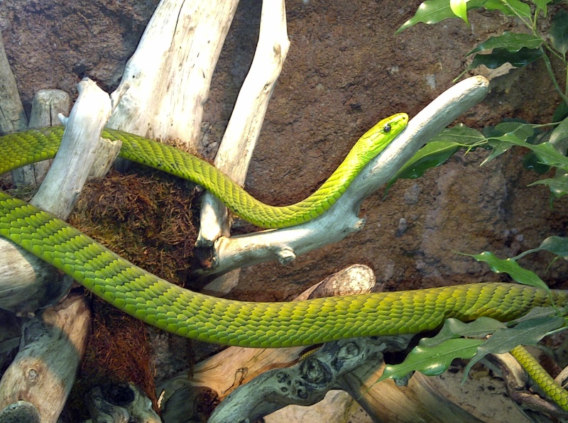 Vivarium de Lausanne(suisse) Portab15