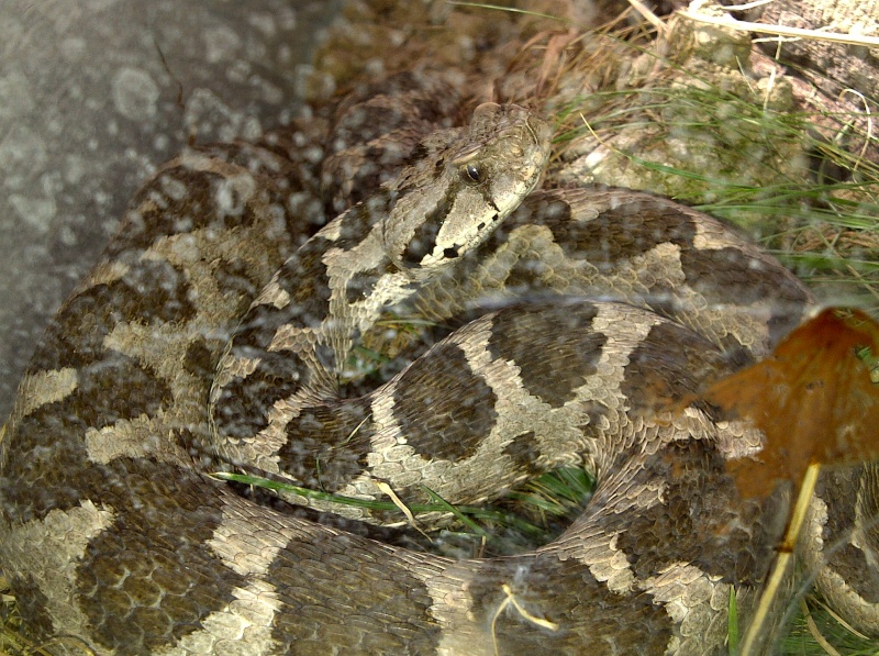 Vivarium de Lausanne(suisse) Portab34