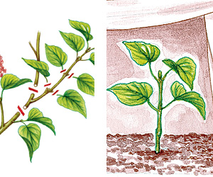Mauve en arbre Hibiscus syriacus - Page 6 Boutur10
