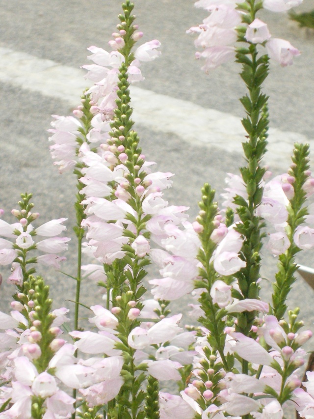 Physostegia virginiana Dracoc10