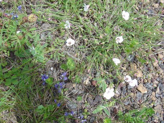 Linum suffruticosum subsp salsaloides , Lin blanc au cœur rouge Med-gr10