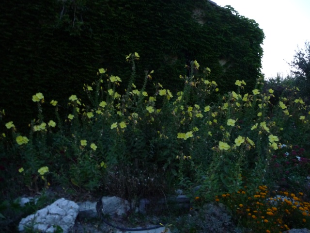 L'extraordinaire  bal des Onagres ( Oenothera biennis) P1140617