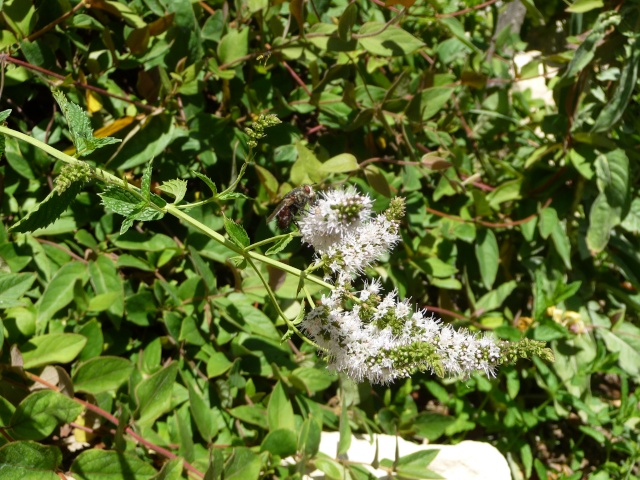 Fleurs de Menthe ( Mentha spicata) P1140710
