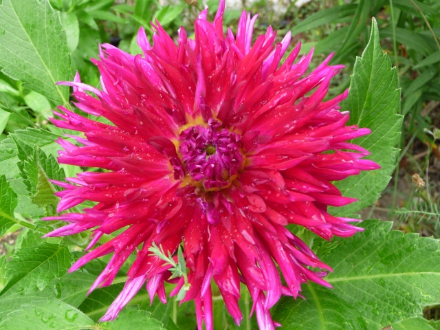 Dahlia - Page 3 P1140720