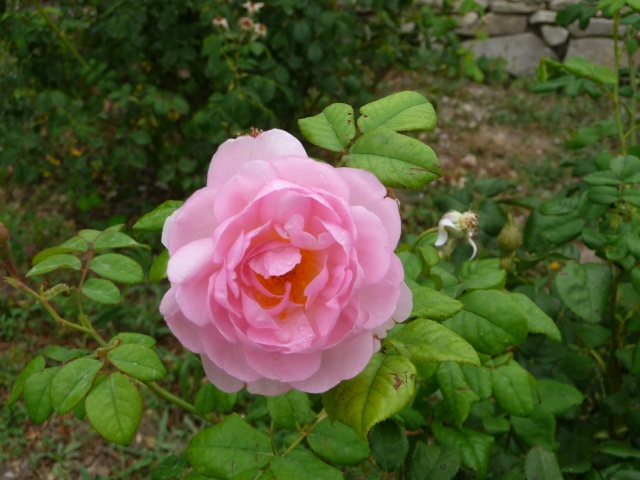 Les roses de nos jardins! - Page 22 P1140722