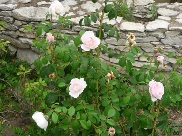 Les roses de nos jardins! - Page 22 P1140723