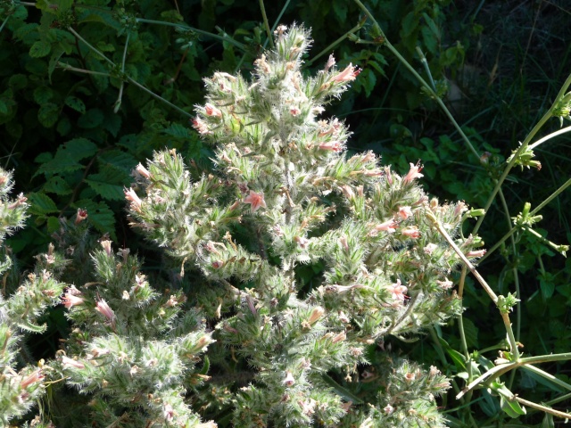 Une plante bien curieuse... Echium asperrimum  P1140733