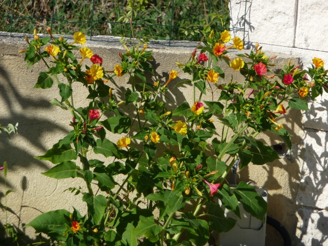 Mirabilis jalapa - Page 3 P1140811